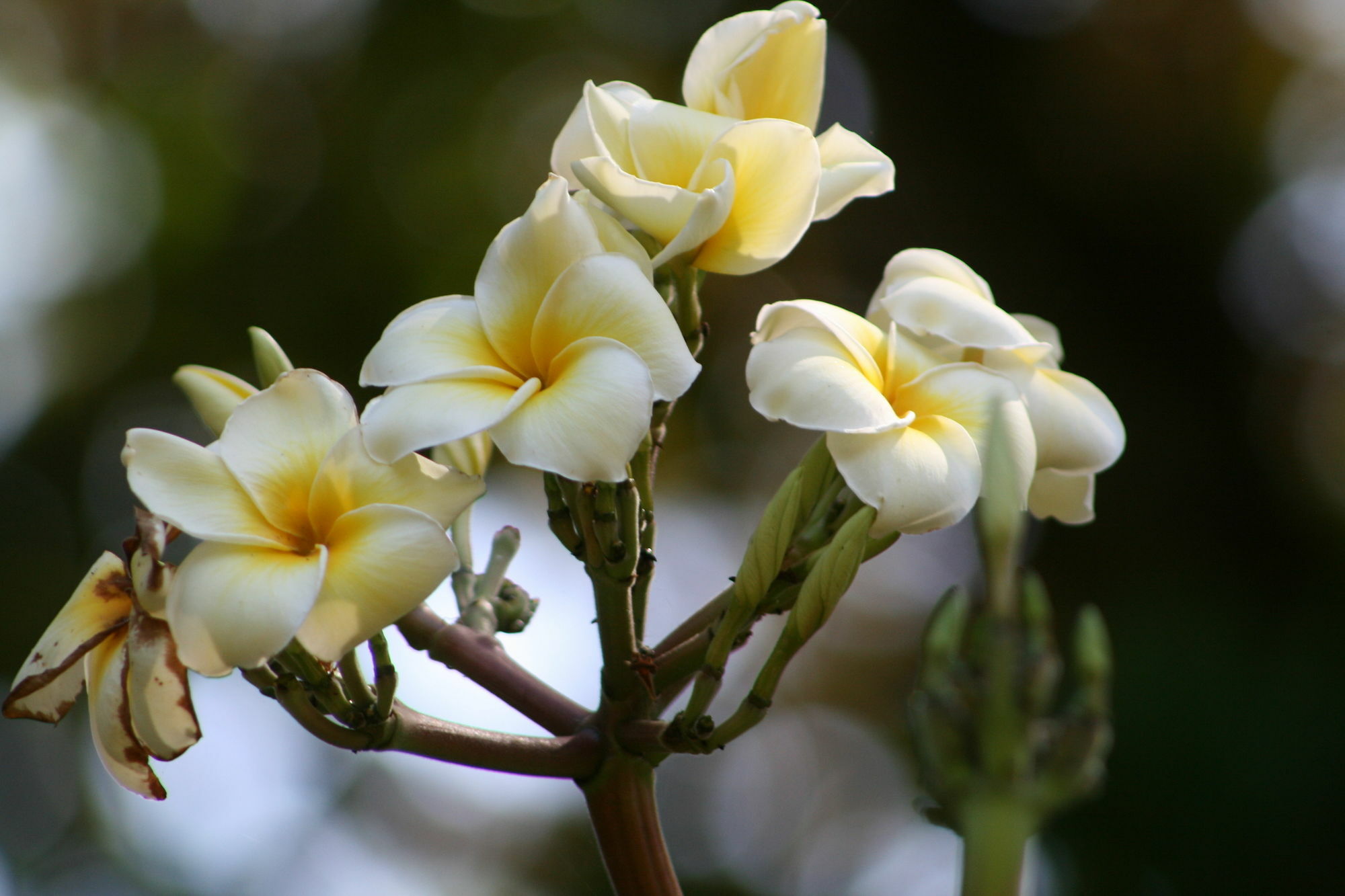 Bosque Del Cabo Rain Forest Lodge ปัวร์โตคิมาเนซ ภายนอก รูปภาพ