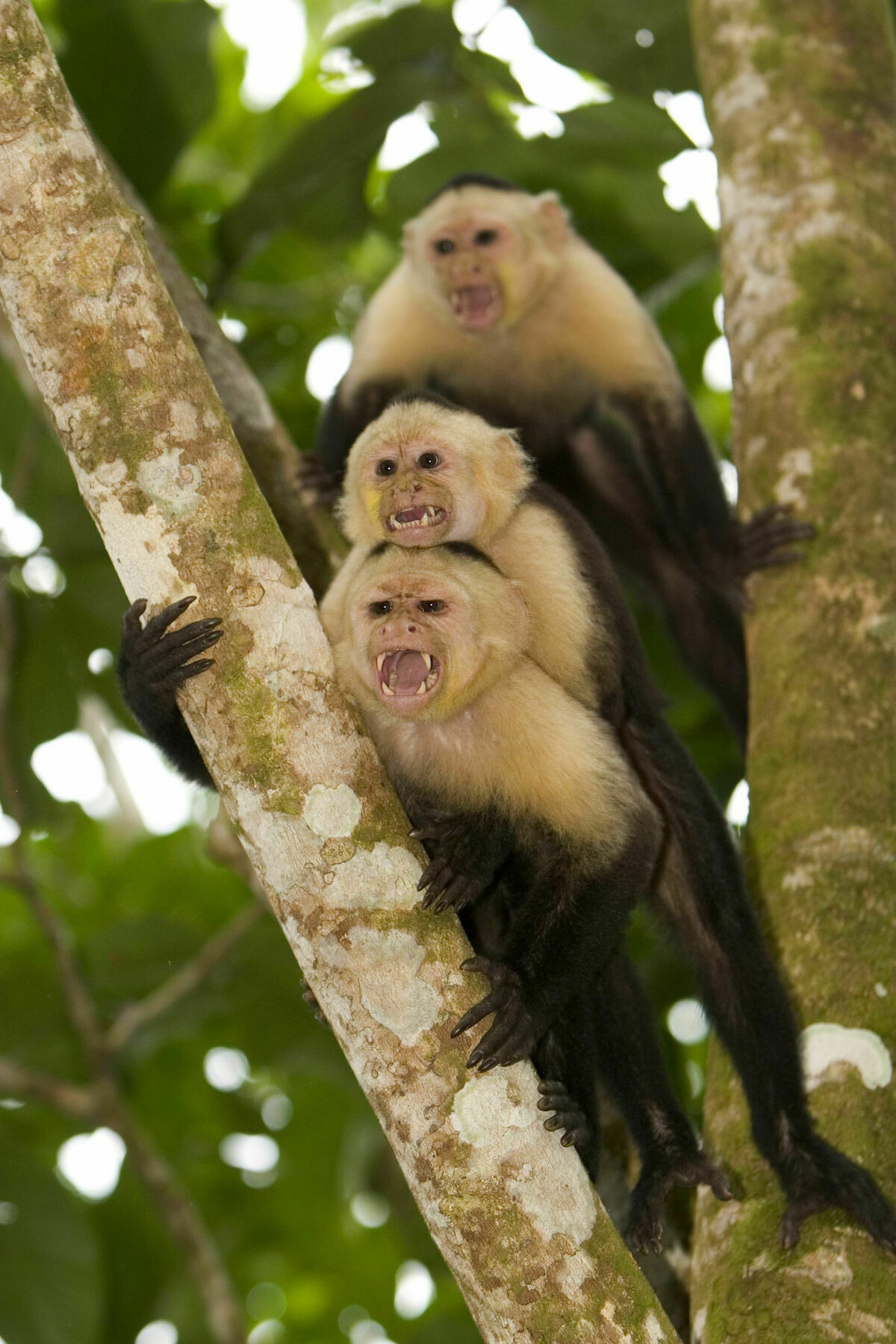 Bosque Del Cabo Rain Forest Lodge ปัวร์โตคิมาเนซ ภายนอก รูปภาพ